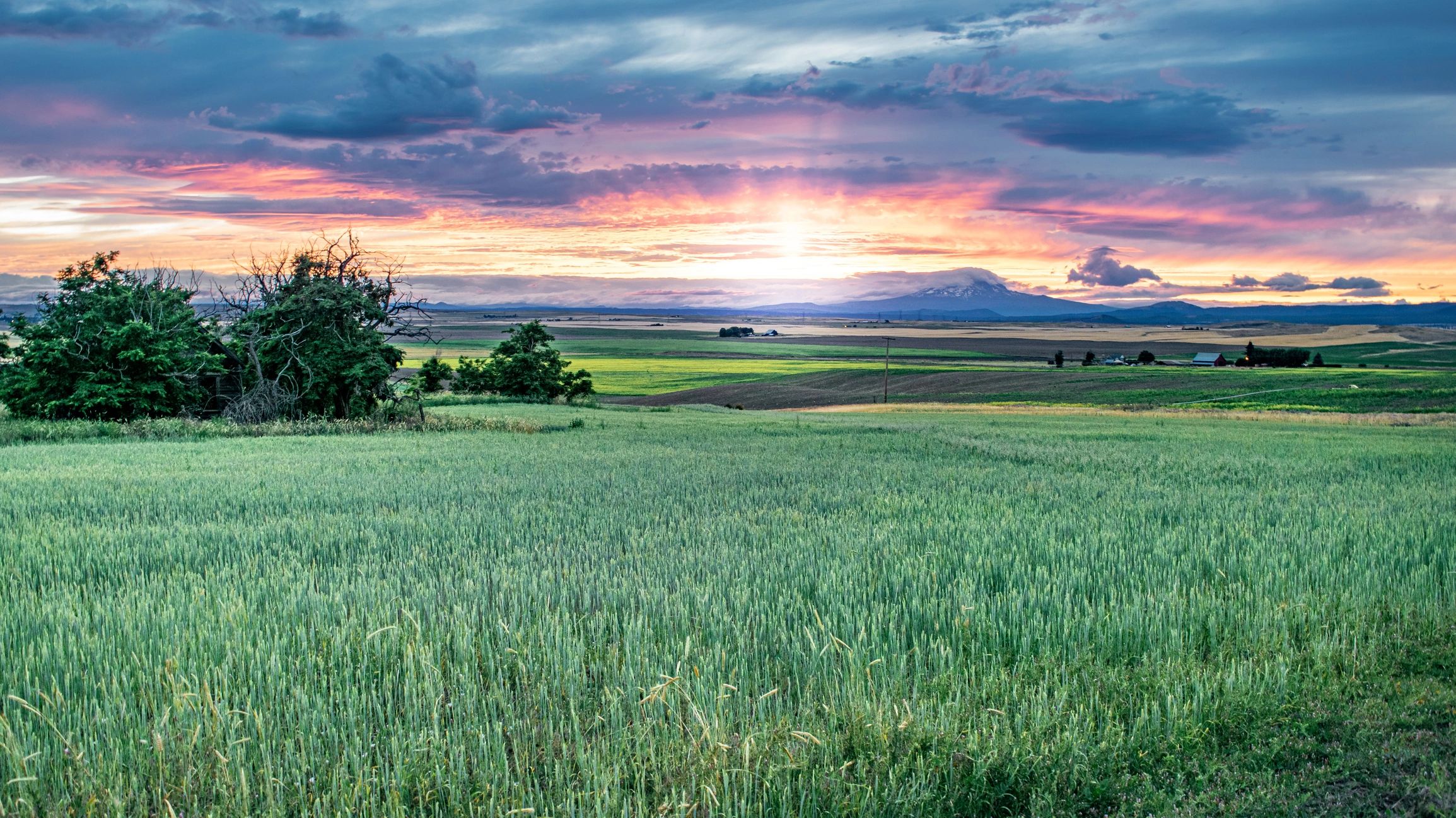 Vineyard landscape at sunset in Washington